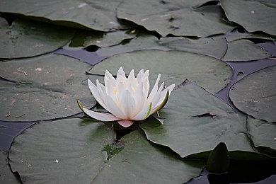 《方舟：生存进化》“畸变”资料片现已登陆NS平台